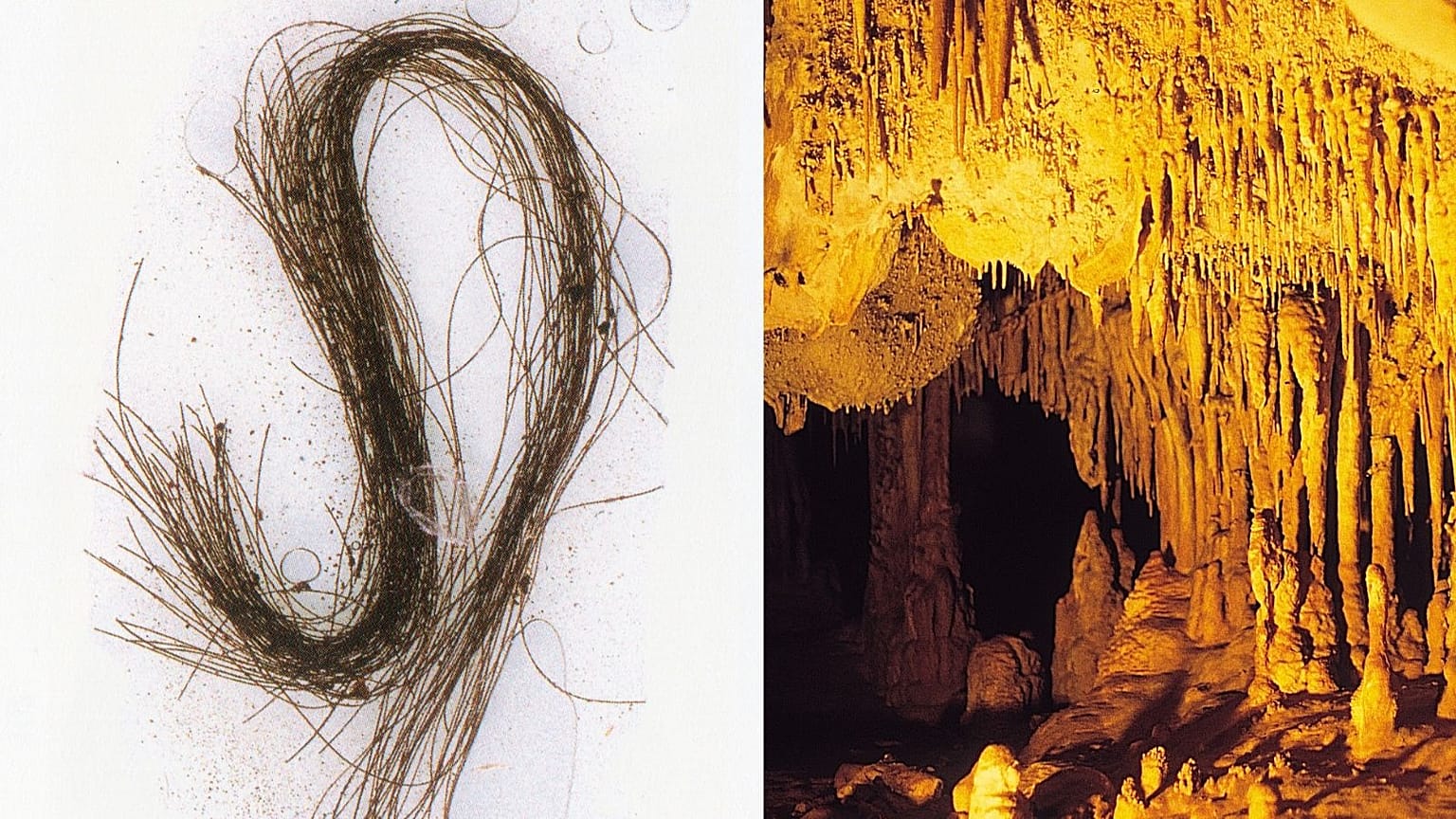 Human hair strands deposited in the trilobed container (left) and Inner chamber of Es Càrritx cave (right) 