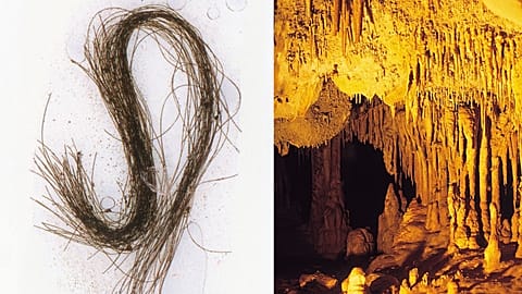 Human hair strands deposited in the trilobed container (left) and Inner chamber of Es Càrritx cave (right) 
