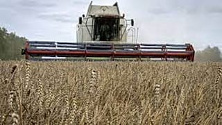 Grano ucraino