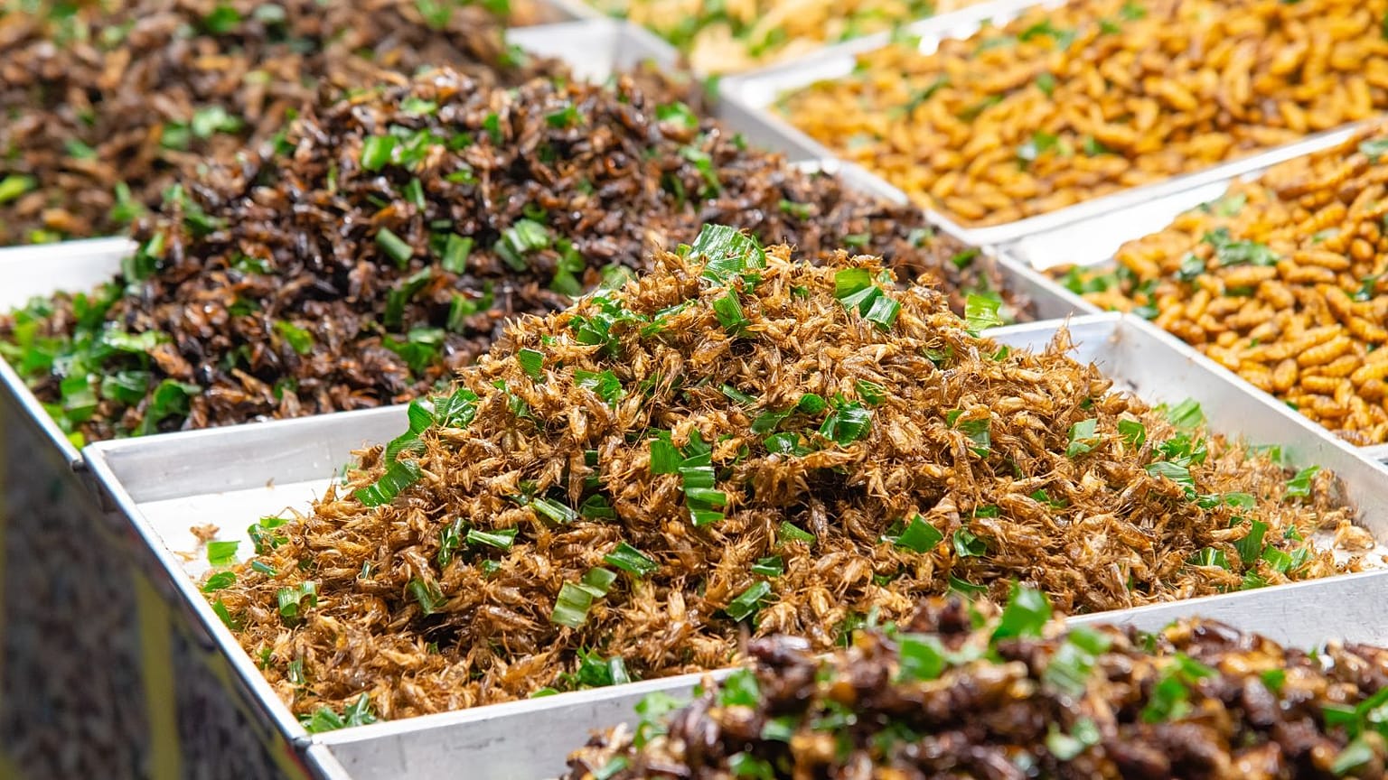 حشرات خوراکی
