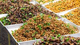 حشرات خوراکی