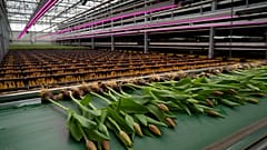 Üzemi tulipántermelés Hollandiában