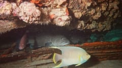 Two gag groupers lurk under a boxcar as a blue angelfish swims past in the waters of Boxcar Reef in the Gulf of Mexico off Florida's west coast.