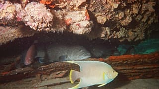Two gag groupers lurk under a boxcar as a blue angelfish swims past in the waters of Boxcar Reef in the Gulf of Mexico off Florida's west coast.