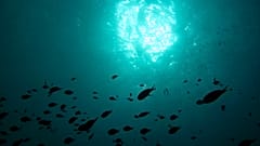 Das Projekt "Ocean Census" will 100,00 neue Arten im Ozean entdecken