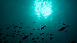Das Projekt "Ocean Census" will 100,00 neue Arten im Ozean entdecken