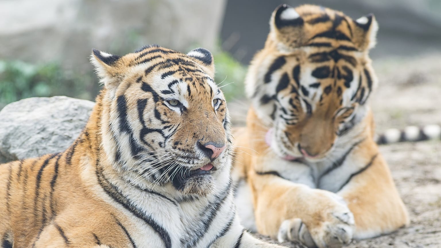 Nature reserves aim to protect endangered species such as the Manchurian tiger.