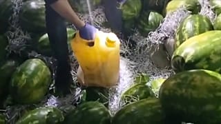 استعانت الشرطة التركية بكلب مدرب لضبط المخدرات