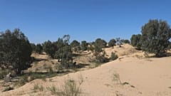 حماية الغطاء النباتي وغرس ثقافة غرس الأشجار لمحاربة القطع الجائر للغابات في ليبيا.