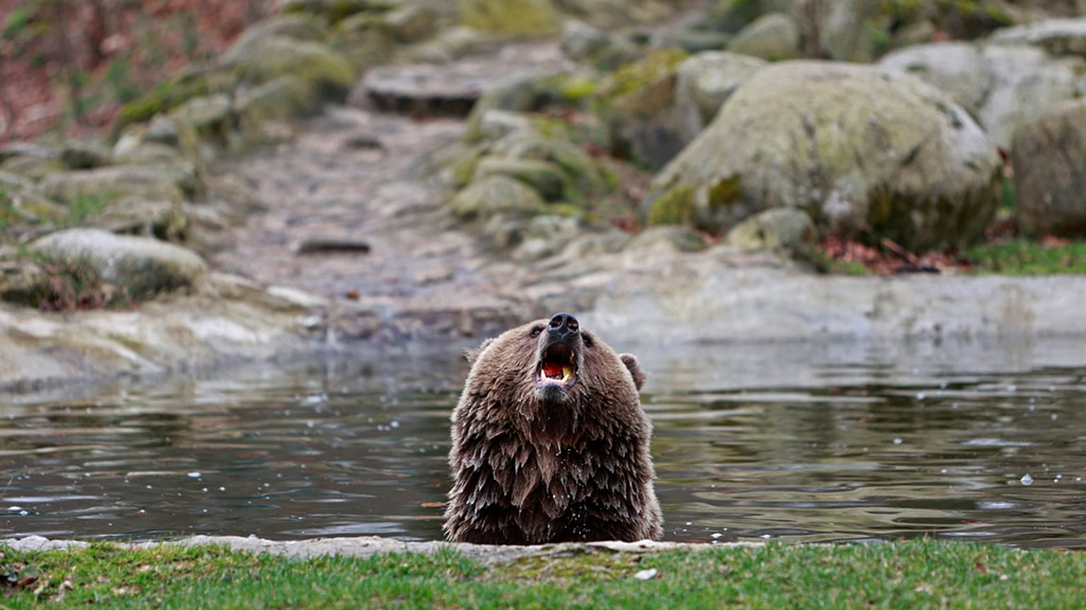 ILLUSTRATION! - Brown bear at the Thale Zoo, in Thale, Germany, March 26, 2023. 