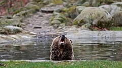 ILLUSTRATION! - Brown bear at the Thale Zoo, in Thale, Germany, March 26, 2023. 