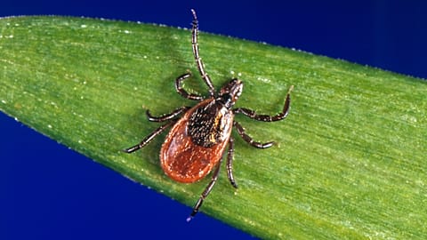 This undated photo provided by the US Centers for Disease Control and Prevention (CDC) shows a blacklegged tick.