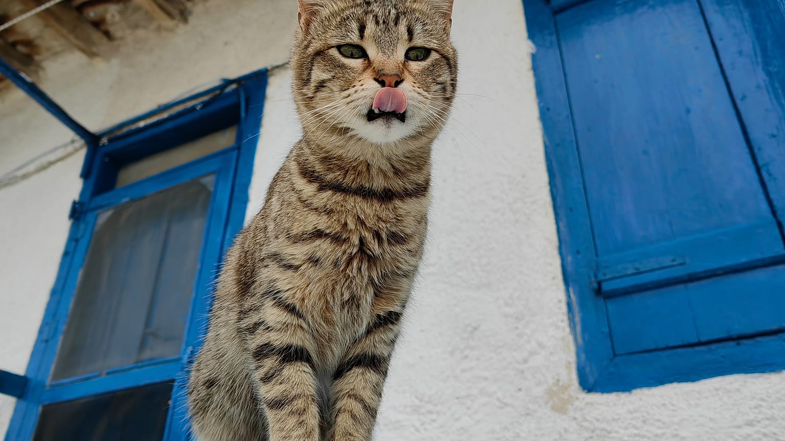 Γάτα