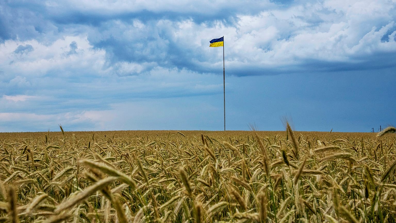 L'accord de l'UE vise quatre produits ukrainiens : le blé, le maïs, le colza et les graines de tournesol.