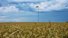 Das EU-Abkommen betrifft vier ukrainische Erzeugnisse: Weizen, Mais, Raps und Sonnenblumenkerne.