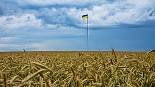La bandera ucraniana ondea sobre un campo de cereales de este país