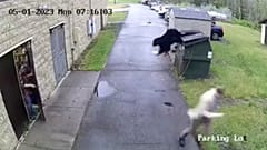 El video, grabado por las cámaras de seguridad del colegio, muestra al director corriendo asustado tras encontrar al oso escondido en el contenedor.