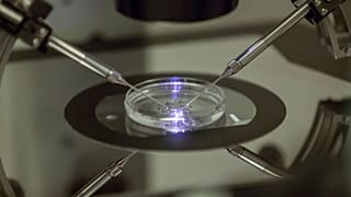 IVF usually requires a qualified embryologist working on a petri dish