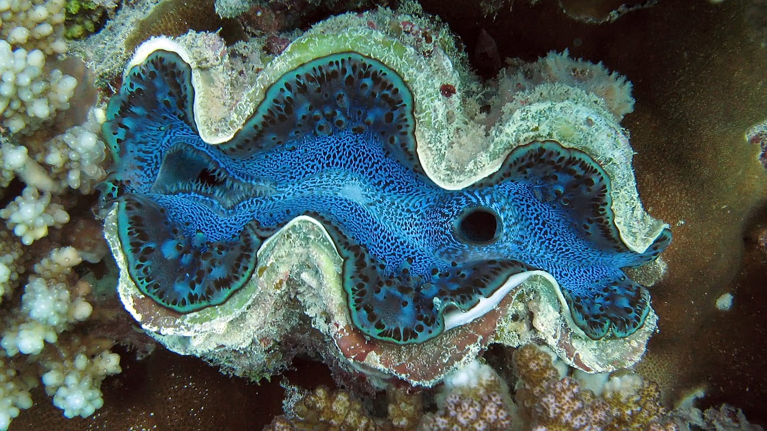 The Red Sea is a world famous diving spot.