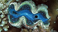 The Red Sea is a world famous diving spot.
