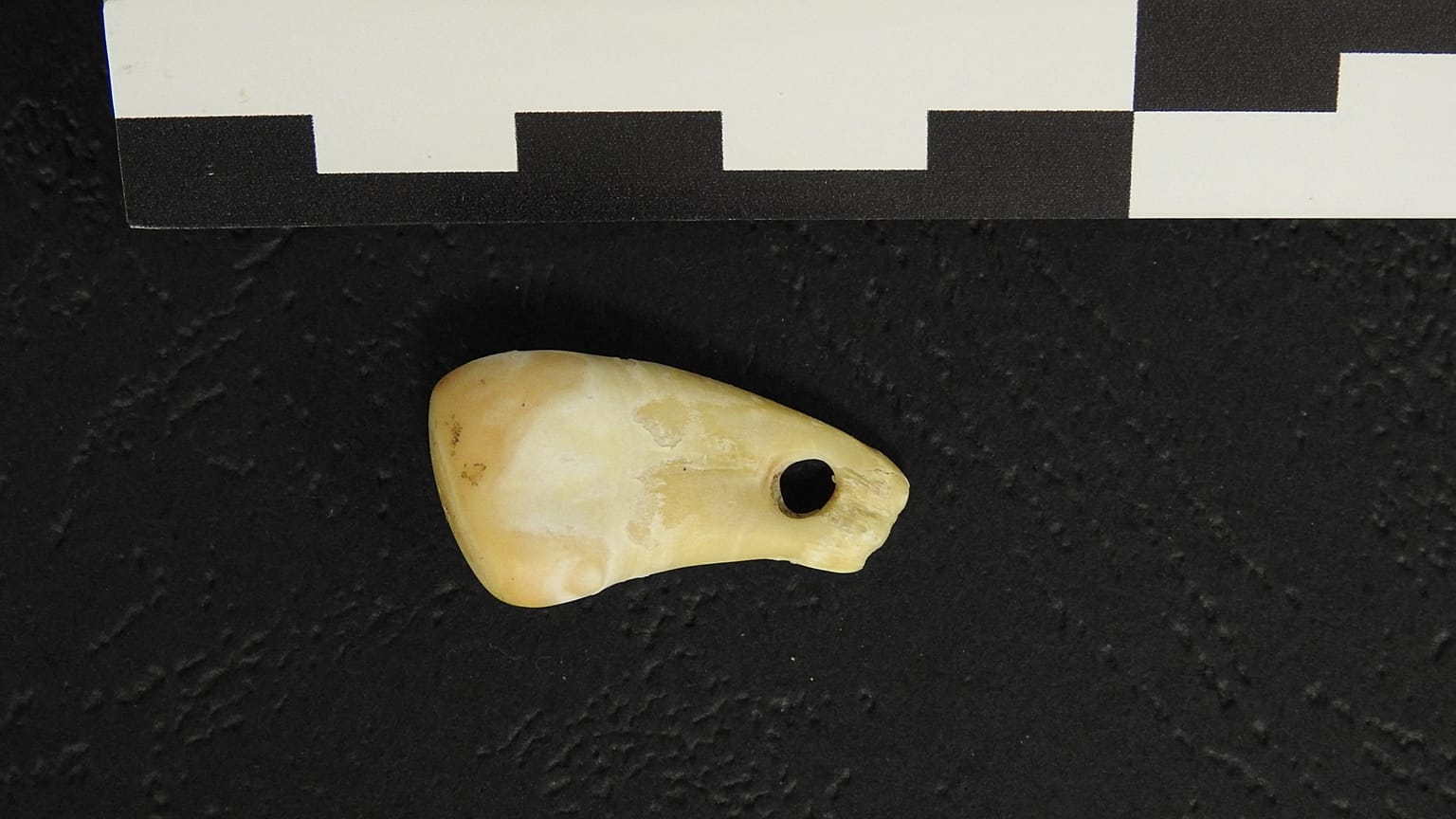 A top view of the pierced elk tooth discovered in the Denisova Cave in southern Siberia
