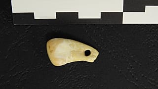 A top view of the pierced elk tooth discovered in the Denisova Cave in southern Siberia