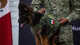Türkiye'den Meksika'ya hediye edilen 'Arkadaş' köpeği için tören düzenlendi