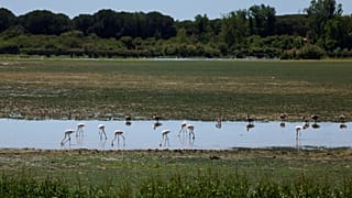 Die Tiere in den Sümpfen des Donana-Nationalparks, wo die Trockenheit den Wasserstand verringert hat.