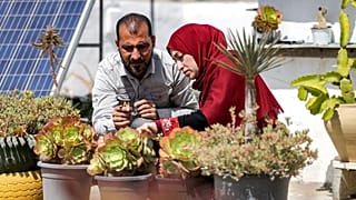 آلاء وسلامة بدوان على سطح منزلهما الذي تحول إلى مكان لزراعة الصبار واستخراج الزيت لعمل الصابون، في دير البلح قطاع غزة. 