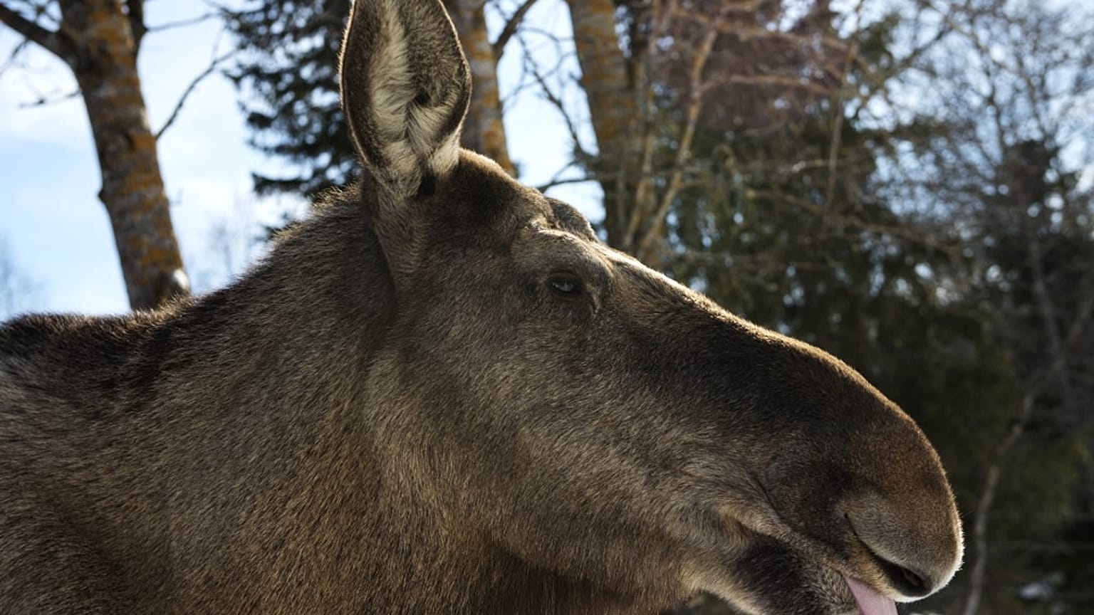 Ein schwedischer Elch