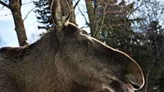 Ein schwedischer Elch