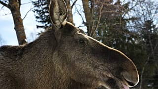 Ein schwedischer Elch