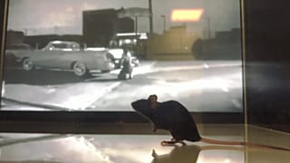 MOUSE WATCHING BLACK-AND-WHITE MOVIE CLIP