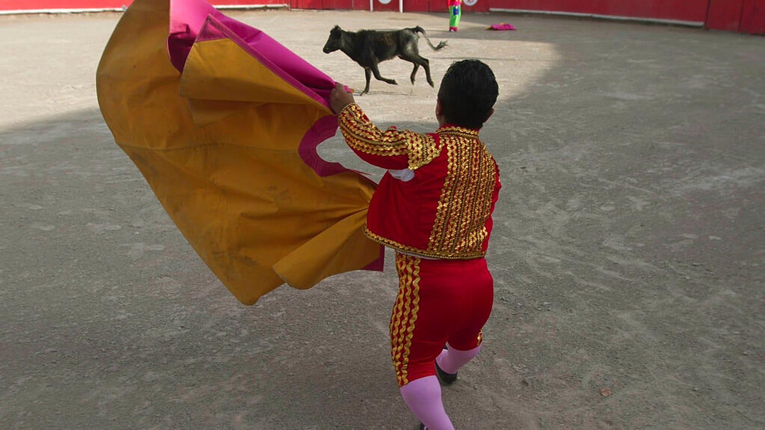 Dwarf bullfighter waves his cape against a calf at the local bullfighting plaza in Mexico