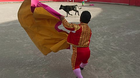 Dwarf bullfighter waves his cape against a calf at the local bullfighting plaza in Mexico