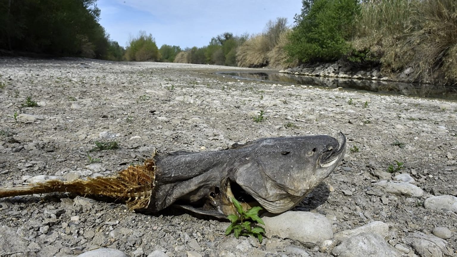 Toter Fisch am Ufer des ausgetrockneten Agly