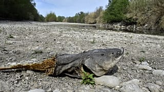 Toter Fisch am Ufer des ausgetrockneten Agly