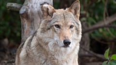 O regresso do lobo à Europa foi saudado pelos conservacionistas, mas deparou-se com a resistência dos agricultores.