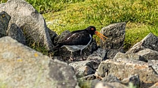 European nature areas and marine conservation sites like the Wadden Sea are threatened by oil, gas, and coal producers, a new report has shown.
