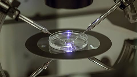 An embryologist works on a Petri dish at the Create Health fertility clinic in south London on Thursday 14 August 2013. 