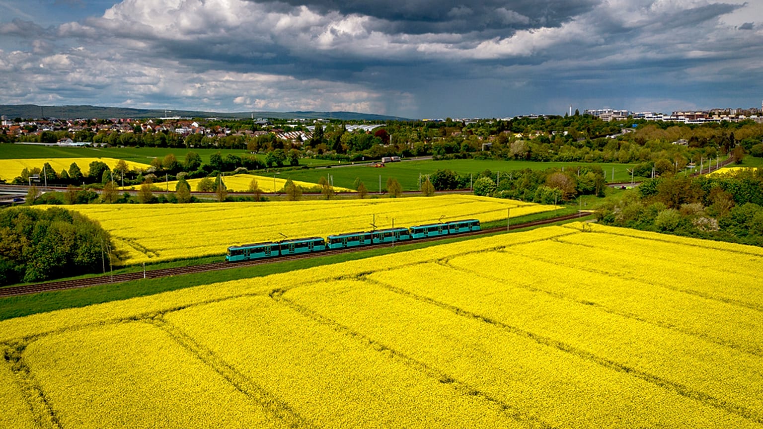 Eine U-Bahn fährt an blühenden Rapsfeldern in Frankfurt am Main vorbei, Freitag, 5. Mai 2023. Bemerkung: Der Zug im Bild wird nicht bestreikt.