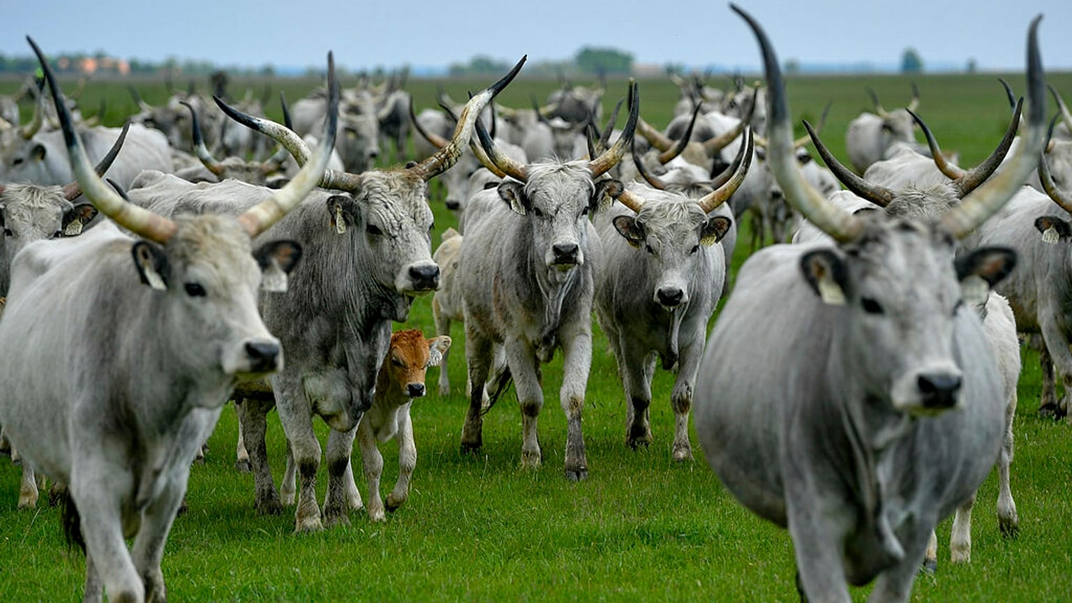 FILE: A herd of grey cattle are driven from their winter habitat to their summer pasture in the puszta or Hungarian steppe of Hortobagy, Hungary, May 8, 2019.