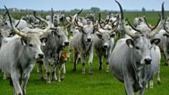 FILE: A herd of grey cattle are driven from their winter habitat to their summer pasture in the puszta or Hungarian steppe of Hortobagy, Hungary, May 8, 2019.