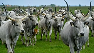 FILE: A herd of grey cattle are driven from their winter habitat to their summer pasture in the puszta or Hungarian steppe of Hortobagy, Hungary, May 8, 2019.