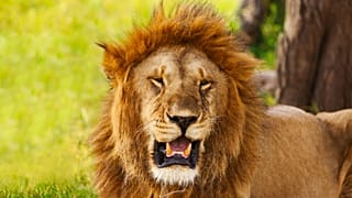 One of the ‘world’s oldest’ lions has been killed in Africa after preying on livestock.