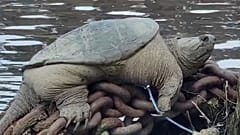 La tartaruga gigante
