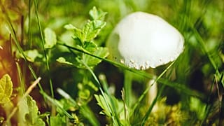 نوعی قارچ