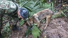 Nach dem Flugzeugabsturz in Kolumbien: Militärs und Spürhunde suchen nach 4 Kindern