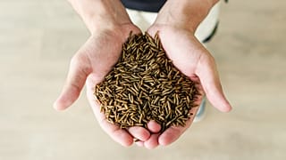Black soldier fly larvae produced by EU-based company FlyFeed.