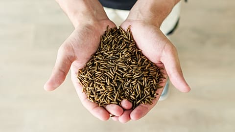 Black soldier fly larvae produced by EU-based company FlyFeed. 